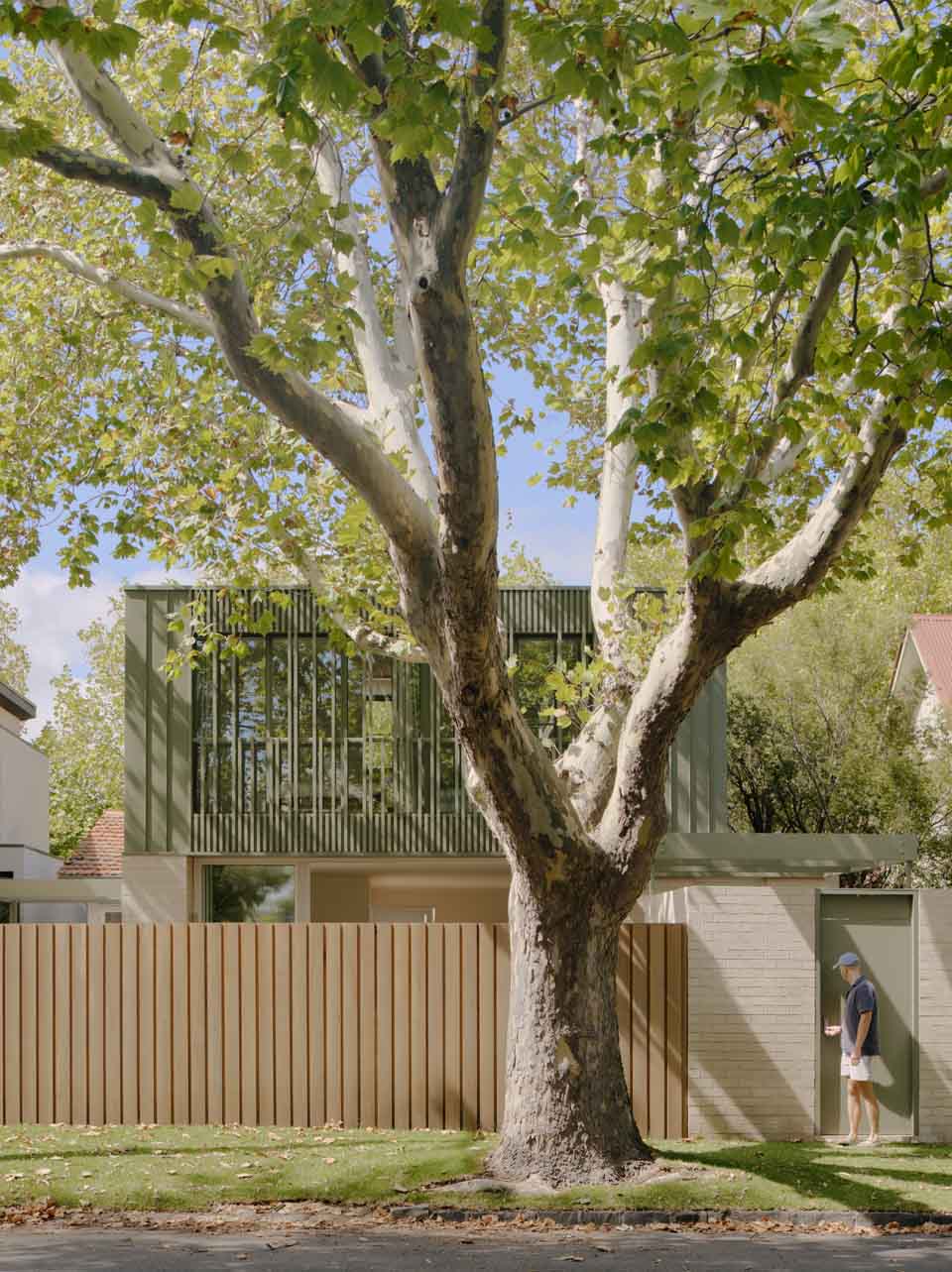 Plane Tree House